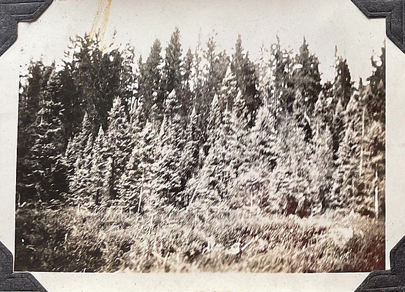FromLynn14_2_1928northernpine